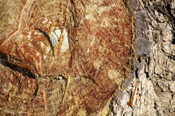 Madera aserrada para leña — Foto de Stock