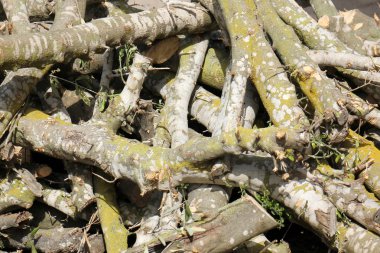 yakacak odun için sawed ağaçlar        