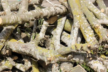 yakacak odun için sawed ağaçlar        