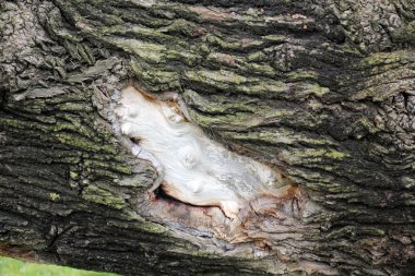 Orman Ürünleri Yapı         