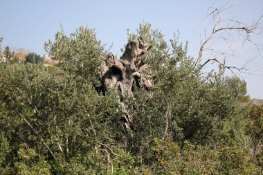 Orman Ürünleri Yapı         