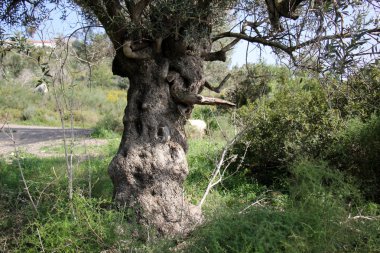 Orman Ürünleri Yapı         