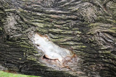 Orman Ürünleri Yapı         