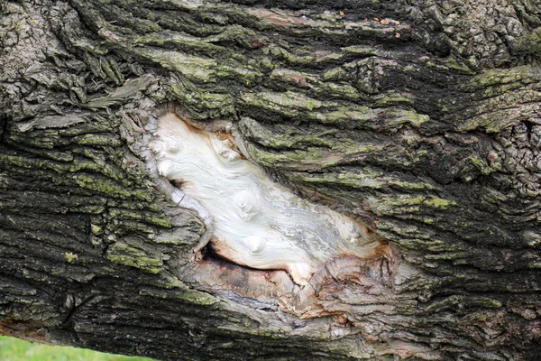 Orman Ürünleri Yapı         