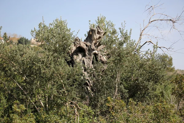 Orman Ürünleri Yapı         
