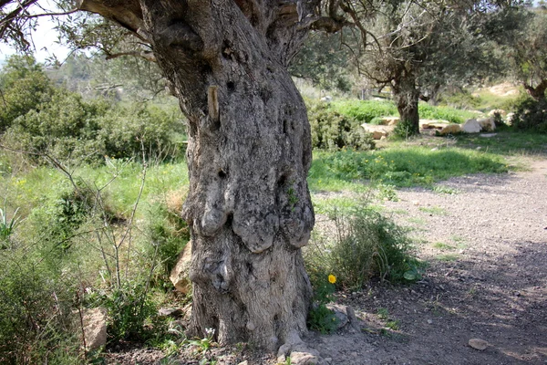 Orman Ürünleri Yapı         