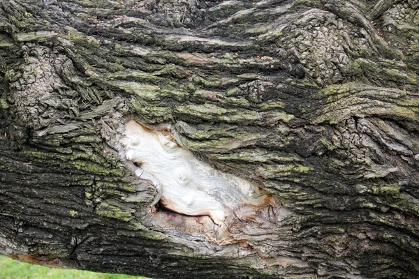 Orman Ürünleri Yapı         