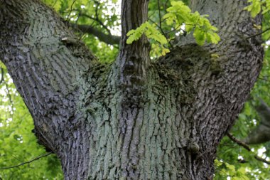 Orman Ürünleri Yapı         