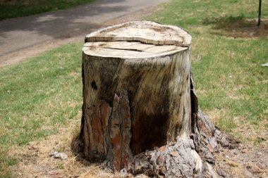 Orman Ürünleri Yapı         