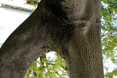 Orman Ürünleri Yapı         