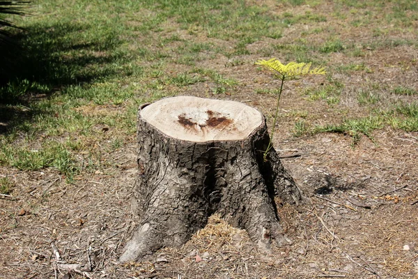 Träprodukter struktur — Stockfoto