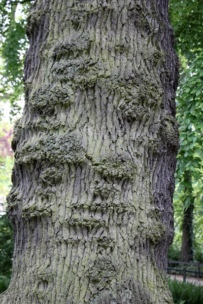 Struktur von Holzprodukten — Stockfoto