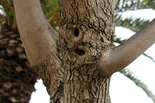 Structure des produits du bois — Photo