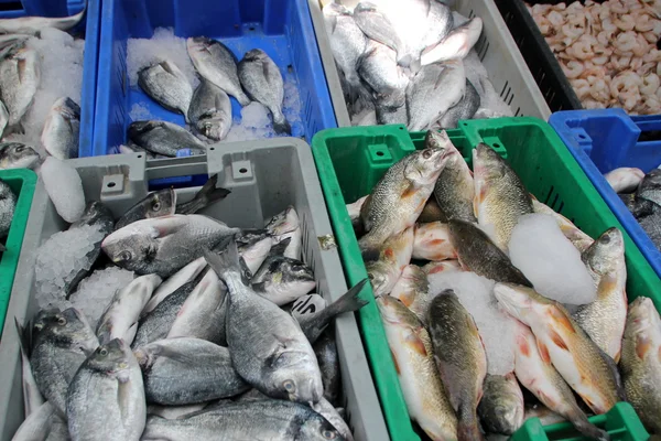 In Bazaarı Acre kentinde