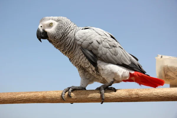 Loro le gusta ser fotografiado — Foto de Stock