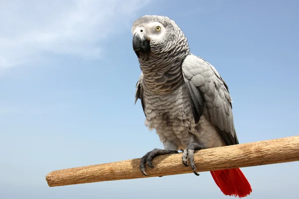 Papağan görüntülenecek kadar seviyor — Stok fotoğraf