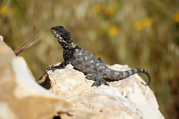 Kertenkele sürüngen oturuyor — Stok fotoğraf