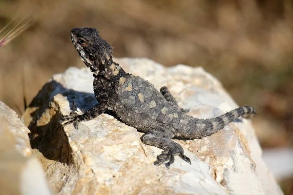 Er sitzt Eidechsenreptil — Stockfoto