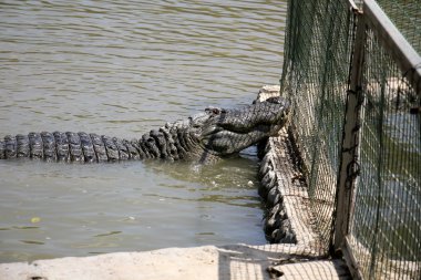 her zaman Sınırdaki telleri     