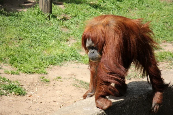 Mono vive en Safari —  Fotos de Stock