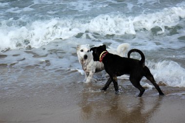 Yürüyüşe çıkmış köpek.      