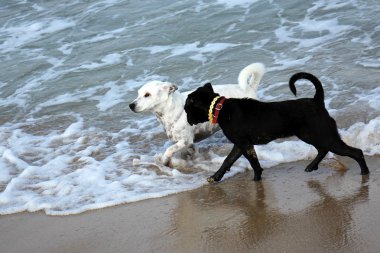 Yürüyüşe çıkmış köpek.      