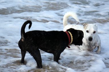Yürüyüşe çıkmış köpek.      