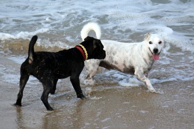 Yürüyüşe çıkmış köpek.      