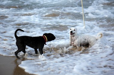 Yürüyüşe çıkmış köpek.      