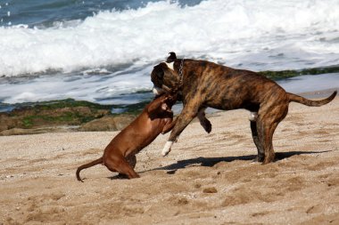 Yürüyüşe çıkmış köpek.      