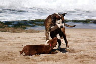 Yürüyüşe çıkmış köpek.      
