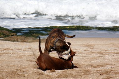 Yürüyüşe çıkmış köpek.      