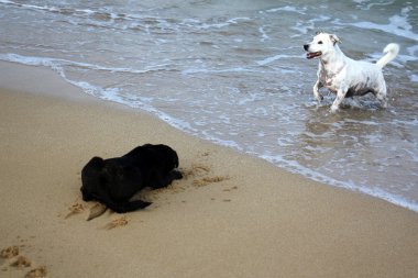 Yürüyüşe çıkmış köpek.      