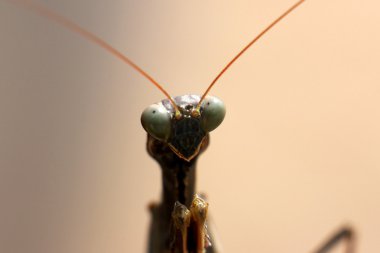 bir çiçek üzerinde oturan böcek      