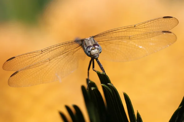 Insekt som sitter på en blomma — Stockfoto