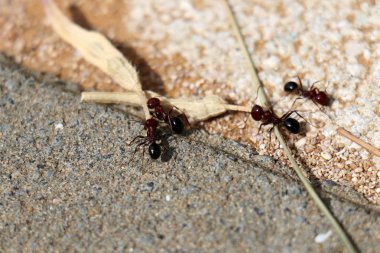 bir çiçek üzerinde oturan böcek      