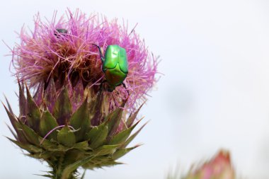 bir çiçek üzerinde oturan böcek      