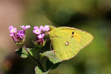 bir çiçek üzerinde oturan böcek      
