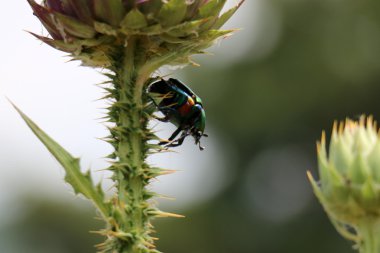 bir çiçek üzerinde oturan böcek      