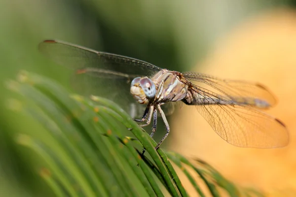 Insecte assise sur une fleur — Photo