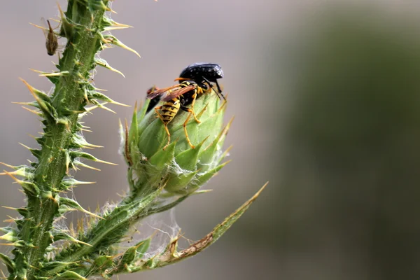 Insect sitting on a flower — Stock Photo, Image