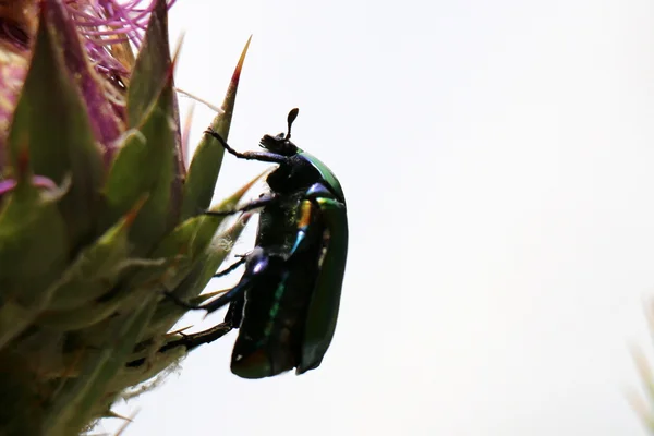 Insekt som sitter på en blomma — Stockfoto