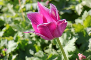 Doğa ve çiçekler yakın çekim    