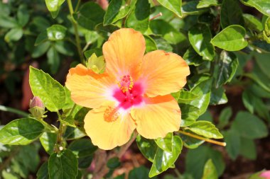 Doğa ve çiçekler yakın çekim    