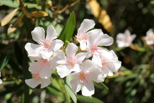 Naturaleza y flores de primer plano —  Fotos de Stock