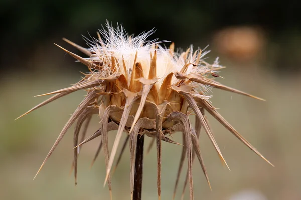 Natur und Blumen aus nächster Nähe — Stockfoto