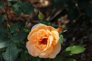 Doğa ve çiçekler yakın çekim    