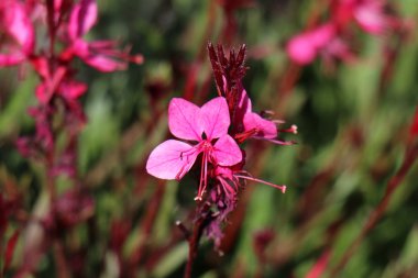 Doğa ve çiçekler yakın çekim    