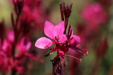Doğa ve çiçekler yakın çekim    