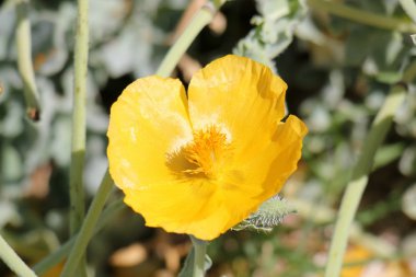 Doğa ve çiçekler yakın çekim    